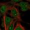 Transmembrane Protein 169 antibody, NBP2-68796, Novus Biologicals, Immunofluorescence image 