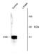 Erk1 antibody, AHP901, Bio-Rad (formerly AbD Serotec) , Western Blot image 