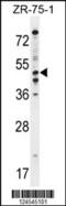 Phosphodiesterase 7B antibody, 55-329, ProSci, Western Blot image 