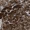 Growth Differentiation Factor 3 antibody, NBP1-86443, Novus Biologicals, Immunohistochemistry frozen image 