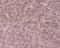 BCL2 Like 1 antibody, M00181-1, Boster Biological Technology, Immunohistochemistry frozen image 