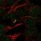 Programmed Cell Death 2 antibody, NBP2-57996, Novus Biologicals, Immunofluorescence image 