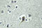 Parathyroid Hormone antibody, LS-C177151, Lifespan Biosciences, Immunohistochemistry frozen image 