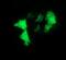 Myosin Binding Protein H antibody, MA5-26185, Invitrogen Antibodies, Immunocytochemistry image 