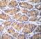 Torsin Family 2 Member A antibody, LS-C160122, Lifespan Biosciences, Immunohistochemistry frozen image 