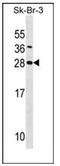 Syndecan 4 antibody, AP53821PU-N, Origene, Western Blot image 