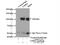 Cleavage And Polyadenylation Specific Factor 2 antibody, 17739-1-AP, Proteintech Group, Immunoprecipitation image 