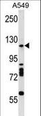 Drosha Ribonuclease III antibody, LS-C158243, Lifespan Biosciences, Western Blot image 