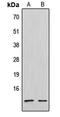 C-X-C Motif Chemokine Ligand 12 antibody, LS-C352827, Lifespan Biosciences, Western Blot image 