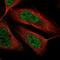 Teneurin Transmembrane Protein 3 antibody, NBP2-13687, Novus Biologicals, Immunofluorescence image 