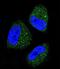 Heat Shock Protein Family A (Hsp70) Member 5 antibody, LS-B3388, Lifespan Biosciences, Immunofluorescence image 