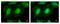 Eukaryotic Translation Initiation Factor 3 Subunit K antibody, GTX101996, GeneTex, Immunofluorescence image 