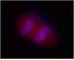 Salt Inducible Kinase 2 antibody, 636702, BioLegend, Immunofluorescence image 