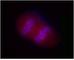 Serine/threonine-protein kinase SIK2 antibody, 636702, BioLegend, Immunofluorescence image 