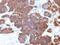Parathyroid Hormone antibody, NBP2-48387, Novus Biologicals, Immunohistochemistry paraffin image 