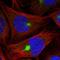 Zinc Finger Protein 189 antibody, HPA034814, Atlas Antibodies, Immunofluorescence image 