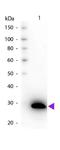 GFP antibody, NB100-1678, Novus Biologicals, Western Blot image 