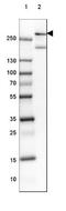 Myosin Heavy Chain 14 antibody, NBP1-87025, Novus Biologicals, Western Blot image 