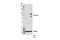 Caspase 5 antibody, 46680S, Cell Signaling Technology, Western Blot image 