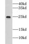 HMGE antibody, FNab03666, FineTest, Western Blot image 