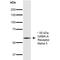 Gamma-Aminobutyric Acid Type A Receptor Alpha5 Subunit antibody, MA5-27700, Invitrogen Antibodies, Western Blot image 