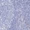 Amphiphysin antibody, HPA019829, Atlas Antibodies, Immunohistochemistry frozen image 