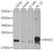 Ras Homolog Family Member C antibody, GTX55782, GeneTex, Western Blot image 