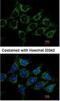 Acylglycerol Kinase antibody, NBP1-32163, Novus Biologicals, Immunocytochemistry image 