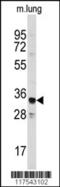Annexin A3 antibody, 61-531, ProSci, Western Blot image 