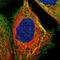 Alpha-Methylacyl-CoA Racemase antibody, NBP1-87168, Novus Biologicals, Immunofluorescence image 