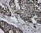 GLGB antibody, LS-C114855, Lifespan Biosciences, Immunohistochemistry frozen image 