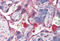 Cathepsin L antibody, MBS246830, MyBioSource, Immunohistochemistry frozen image 