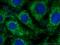 Nectin Cell Adhesion Molecule 1 antibody, 24713-1-AP, Proteintech Group, Immunofluorescence image 