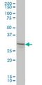 LFNG O-Fucosylpeptide 3-Beta-N-Acetylglucosaminyltransferase antibody, H00003955-M01, Novus Biologicals, Western Blot image 