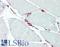 CD34 antibody, LS-B9442, Lifespan Biosciences, Immunohistochemistry paraffin image 