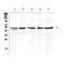 Eukaryotic Translation Initiation Factor 3 Subunit E antibody, A00481-1, Boster Biological Technology, Western Blot image 