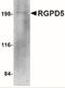 RANBP2 Like And GRIP Domain Containing 6 antibody, NBP2-41083, Novus Biologicals, Western Blot image 