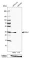 Paired Related Homeobox 1 antibody, HPA051084, Atlas Antibodies, Western Blot image 