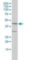 Biglycan antibody, H00000633-M01, Novus Biologicals, Western Blot image 