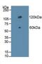 Cadherin 17 antibody, MBS2028454, MyBioSource, Western Blot image 