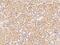 RNA Binding Protein, MRNA Processing Factor antibody, 206706-T10, Sino Biological, Immunohistochemistry frozen image 