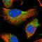 Transmembrane Channel Like 3 antibody, HPA040265, Atlas Antibodies, Immunocytochemistry image 