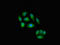 Interleukin 23 Subunit Alpha antibody, LS-C678321, Lifespan Biosciences, Immunofluorescence image 