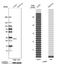 Phospholysine Phosphohistidine Inorganic Pyrophosphate Phosphatase antibody, NBP1-83273, Novus Biologicals, Western Blot image 