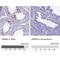 High Mobility Group Box 4 antibody, NBP1-93780, Novus Biologicals, Immunohistochemistry paraffin image 