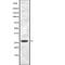 Tumor Protein P53 Inducible Nuclear Protein 1 antibody, abx219066, Abbexa, Western Blot image 