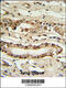 Forkhead Box P1 antibody, 64-145, ProSci, Immunohistochemistry frozen image 