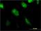 Basic Leucine Zipper ATF-Like Transcription Factor 2 antibody, H00116071-M01, Novus Biologicals, Immunofluorescence image 