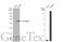 Occludin antibody, GTX114949, GeneTex, Western Blot image 