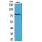 Aryl Hydrocarbon Receptor Nuclear Translocator Like antibody, LS-C387182, Lifespan Biosciences, Western Blot image 